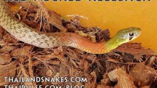 Venomous Poisonous Rainbow Colored Snake  Thailand RedNecked Keelback 🇹🇭Thailand Living [upl. by Burd]