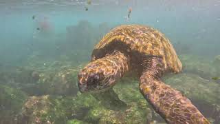 Galapagos Green Sea Turtle Closeup  Playa Negra Floreana Island Galapagos [upl. by Alexandrina]