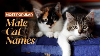 Most Popular Male Cat Names  Jungle Flicks [upl. by Etnoek662]