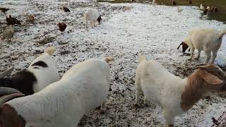 Ziegen auf der Bauernhof Weide im Schnee Österreich Gehege Anlage Hausziege Ziege Zicklein Geiß Bock [upl. by Packston386]