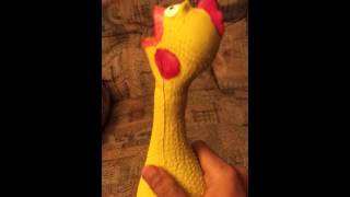 screaming chicken funny [upl. by Rooker33]