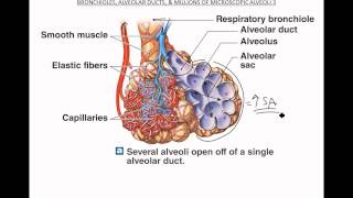 Bronchioles Alveoli Respiratory Membrane [upl. by Jarnagin745]