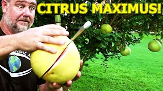 I Grew the BIGGEST CITRUS Fruit in the WORLD  Pomelo [upl. by Soinski335]