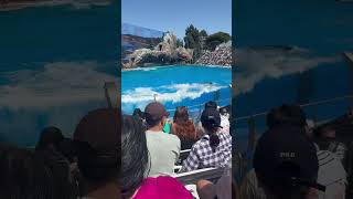 Killer Whale Splashing The Crowd Sea World [upl. by Ahsenroc676]