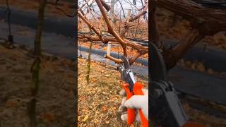 Fall  Winter Pruning Techniques Grape Farming agriculture farming [upl. by Ashien]