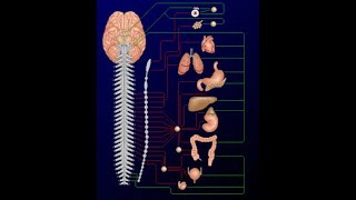 Systéme nerveux autonome 2 [upl. by Fayth]