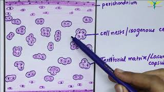 Histology of Hyaline Cartilage [upl. by Raviv974]