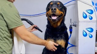 Bruno the Rottweiler getting a Dog Wash 12 [upl. by Enitsahc160]