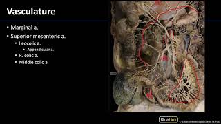 Abdominal Vasculature  Dissection Supplement [upl. by Nilo]