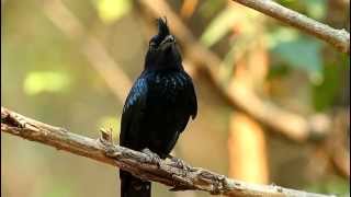 Greater Rackettailed Drongo  นกแซงแซวหางบ่วงใหญ่ [upl. by Oruam]