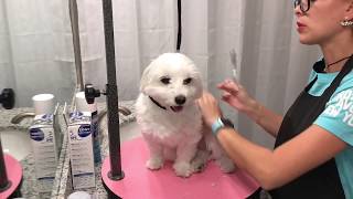 Maltese Mini Grooming at home for beginners [upl. by Shugart]