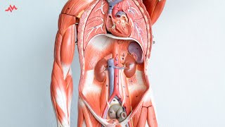 Abdominal Anatomy  Retroperitoneal Organs SAD PUCKER Mnemonic [upl. by Trixi]