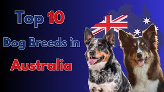 🐾 Top 10 Iconic Australian Dog Breeds 🐶  Discover the Best Canine Companions from Down Under 🇦🇺 [upl. by Ehtyaf]