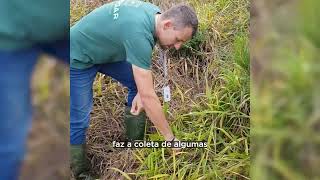 Eficiência da aplicação de herbicida via Drone no pós plantio de Pinus [upl. by Anitsyrc]