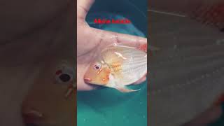 Albino hecklie geophagus fish hobbyist indian aquarium aquariumfish fishkeeping delhi [upl. by Halsted329]