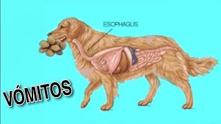 CAUSAS DE VOMITOS EN PERROS 🤮 [upl. by Trin]