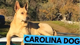 Carolina Dog  American Dingo  TOP 10 Interesting Facts [upl. by Mcgray]