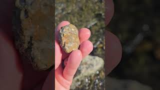 Pipe Organ Coral Syringopora Fossils [upl. by Havens629]