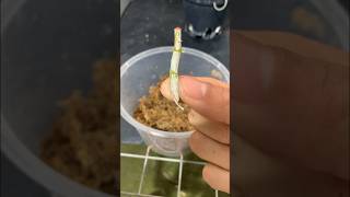 Propagate orchids quickly and easily garden flowers [upl. by Hannaj]