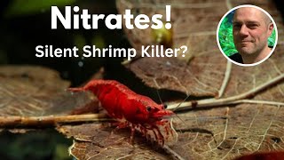 Red Cherry Shrimp and Nitrates Best Practices for a Thriving Shrimp Colony 🦐 [upl. by Isherwood845]