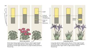 PhotoperiodismPlant physiologyLife Science Classes [upl. by Gratia332]