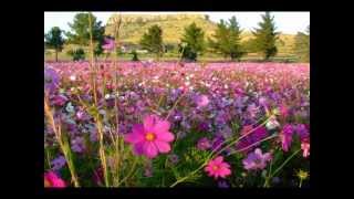 DOLLY PARTON Wild flowerswmv [upl. by Kosak]