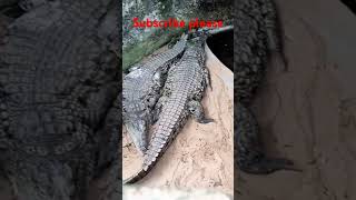 2Crocodile 🐊Sleepingshortvideo colourfulbirds animals [upl. by Weatherby]