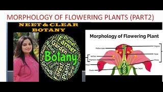 MORPHOLOGY OF FLOWERING PLANTS  STEM PART 2 [upl. by Aihsemot]