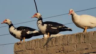 Muscovy duck on roof  ApnePet [upl. by Latimer923]