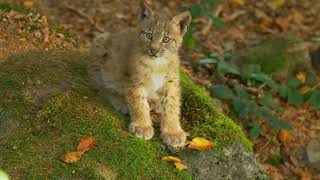 beautiful lynx cubs [upl. by Nicolai]