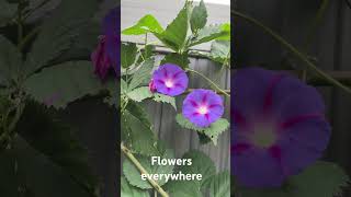 Nasturtium flowers and morning glory [upl. by Bradleigh]