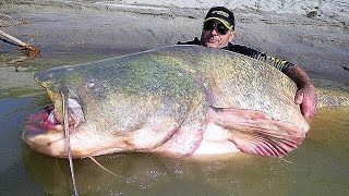 11 BIGGEST Fish Ever Caught [upl. by Jaycee416]