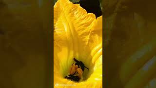 Honey bee sound effect nature shorts honey [upl. by Kerstin789]