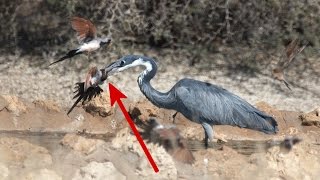 Heron nails unsuspecting dove  Kgalagadi National Park South Africa [upl. by Leissam]