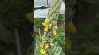 Why should you harvest mullein Here’s why and how [upl. by Jessey857]