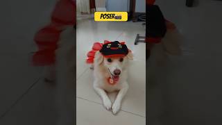 Transition 📸🐶shorts youtubeshorts viral trending photography pomeranian song tamil [upl. by Aidiruy953]