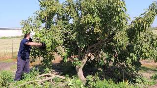 Pruing White Sapote Tree Casimiroa edulis  Exotic Fruit Tree Care  Mexican Apple [upl. by Solram696]