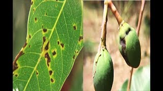 METHOD TO TREAT BACTERIAL BLACK SPOT DISEASE OF MANGO Xanthomonas campestris  PART 2 [upl. by Schild889]