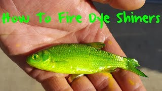 The Best Live Bait Ever How to Fire Dye Golden Shiners [upl. by Orodoet]