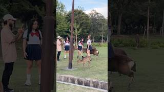 自然の愛に抱かれて  Nara Deer Park Japan 奈良日本旅行  お辞儀をする鹿日本  日本ビデオブログ 4k  へずまりゅう 奈良公園  fun [upl. by Ecirtaeb]