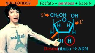 Nucleótidos Básico [upl. by Yesdnik622]