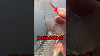 PARASITES IN FISH animals animalrescue fish fishing cute helpinganimals parasite cool [upl. by Droffats977]