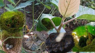 Banyak sarang burung yang sudah menetas dan siap di panen‼️ [upl. by Adnohr]