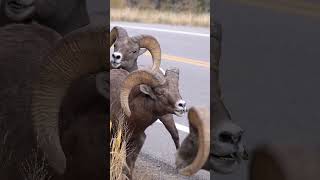 Big Horn Rams Butting Heads  Colorado Wildlife [upl. by Enelrae]