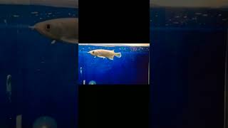 Online Fish Shopping in India  Fish Tank for SALE  Call Anil 9210090877 trending viral shorts 9 [upl. by Derag]