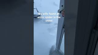 Arctic spiders under my charcoal grill [upl. by Anihpled706]