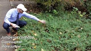 Shore juniper Juniperus conferta  Plant Identification [upl. by Debarath]