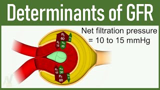 08 Determinants of GFR Glomerular Filtration Rate [upl. by Ertnom622]