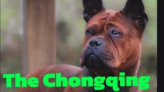 The Chongqing dog [upl. by Mcclary623]