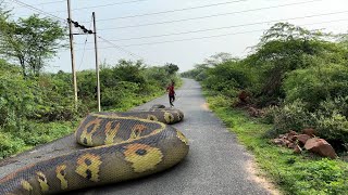 Anaconda Snake 7 In Real Life HD Video  TB Films [upl. by Enar]